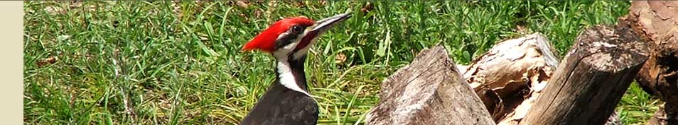 Pileated woodpeckers are among the wildlife species that depend on intact habitats on the Nature Coast.