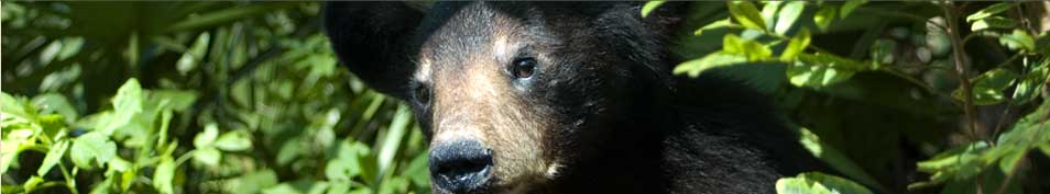 There's a bear in the woods!