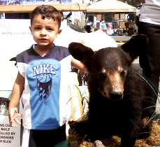 Children have no problem understanding that bears are important.